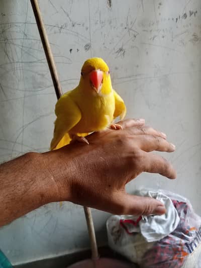 Yellow Ring Neck Talking Parrot