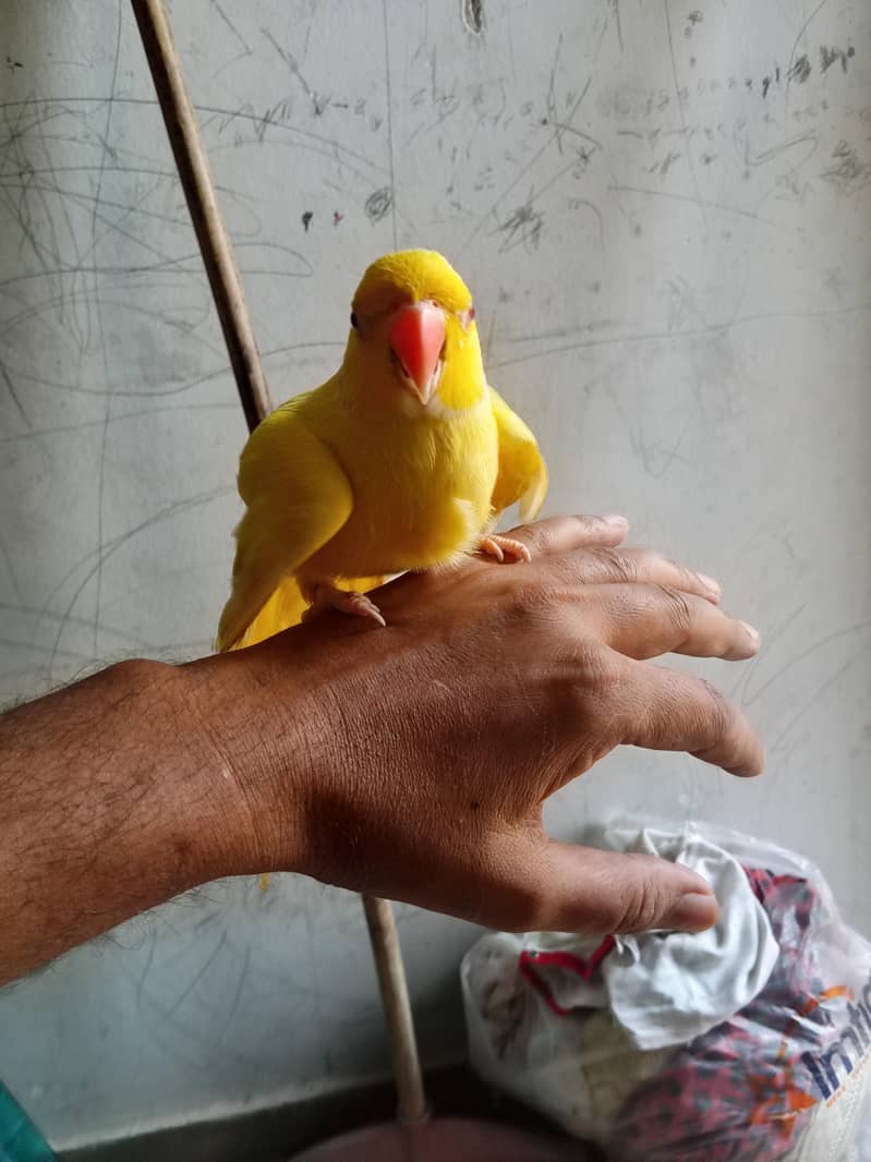 Yellow Ring Neck Talking Parrot 0