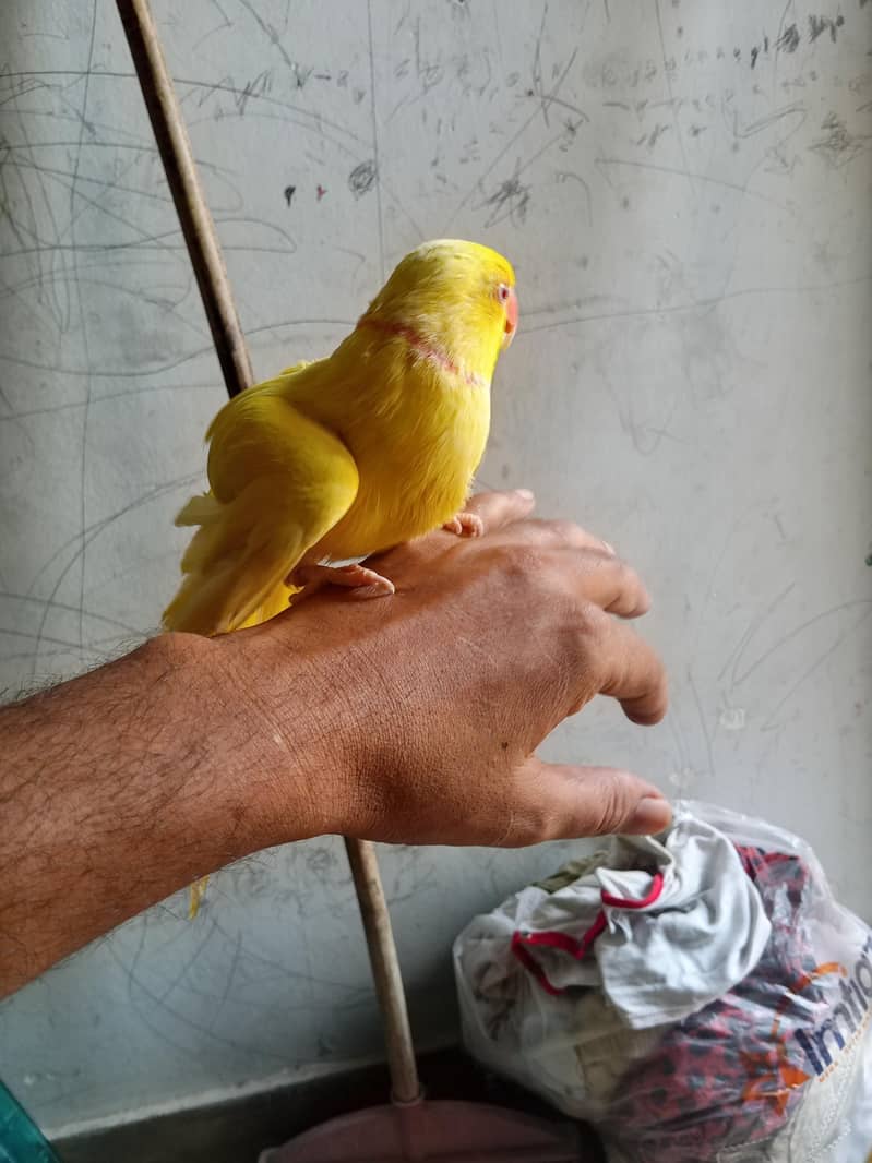 Yellow Ring Neck Talking Parrot 1