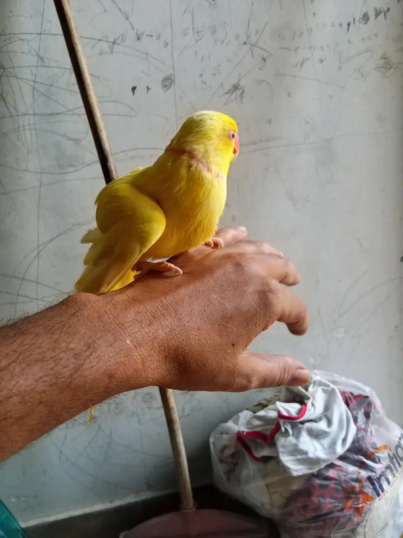 Yellow Ring Neck Talking Parrot — photo 2