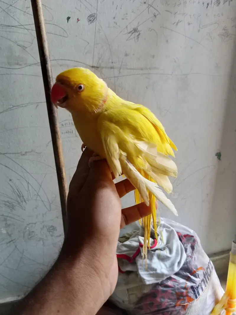 Yellow Ring Neck Talking Parrot — photo 3