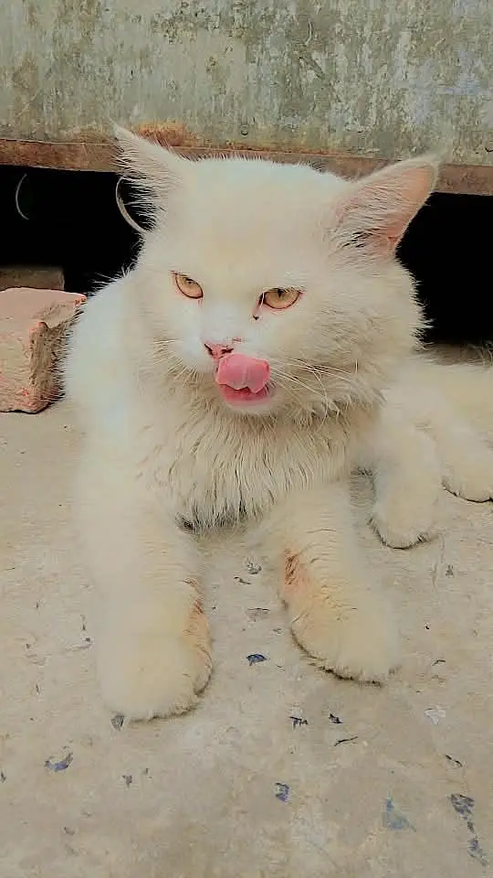 cat male — photo 2