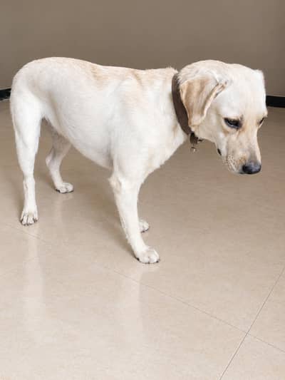 Pure Labrador Female –vaccinated Friendly & Active | Healthy Dog