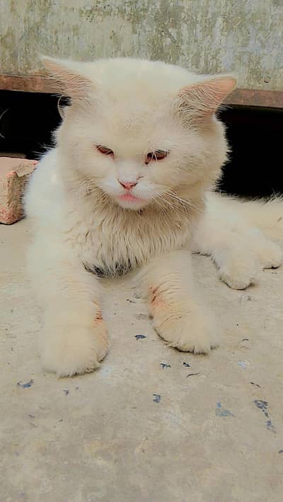 cat male