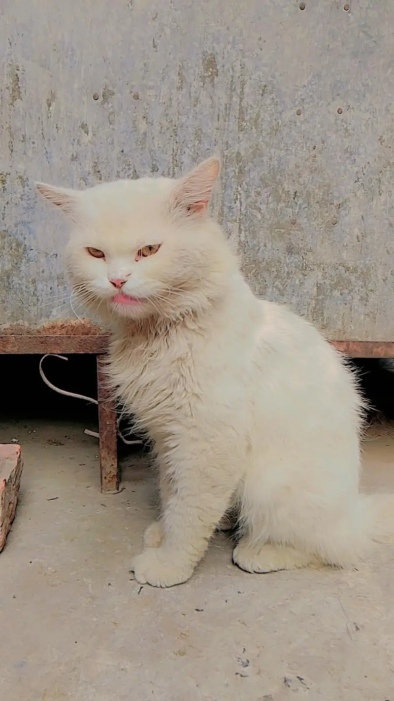 cat male — photo 3