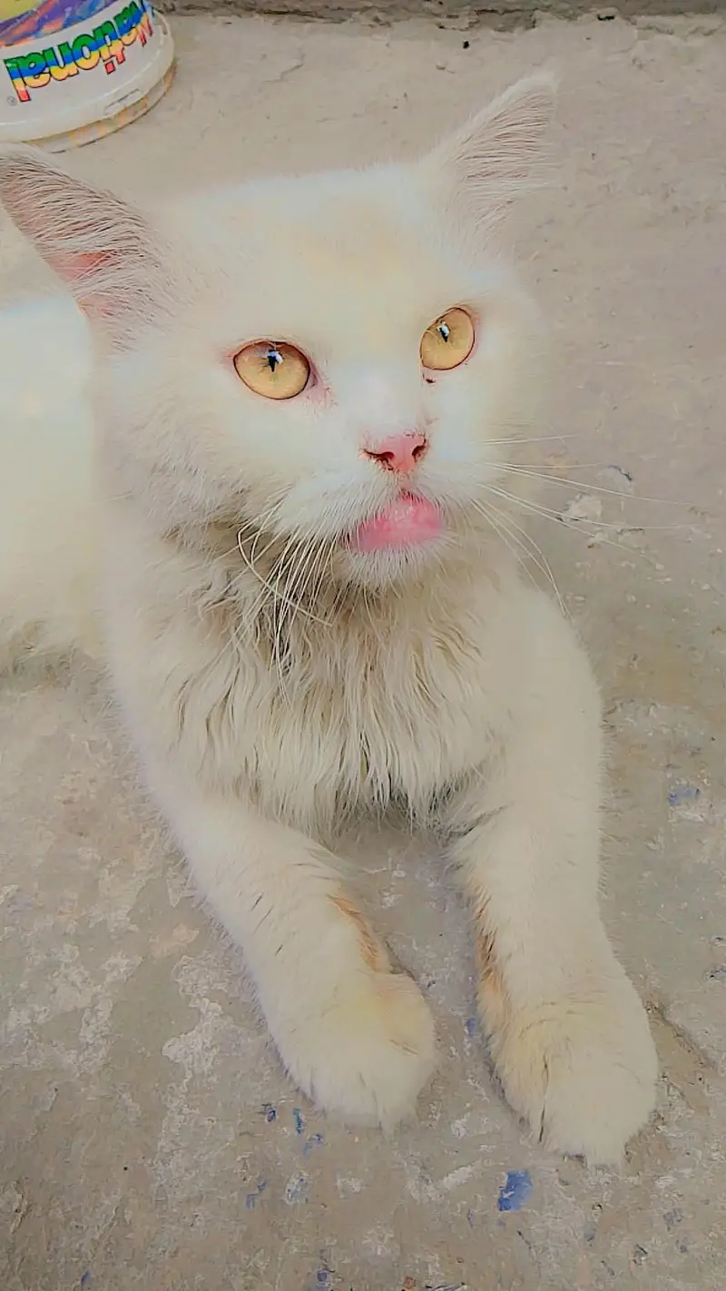 cat male — photo 4