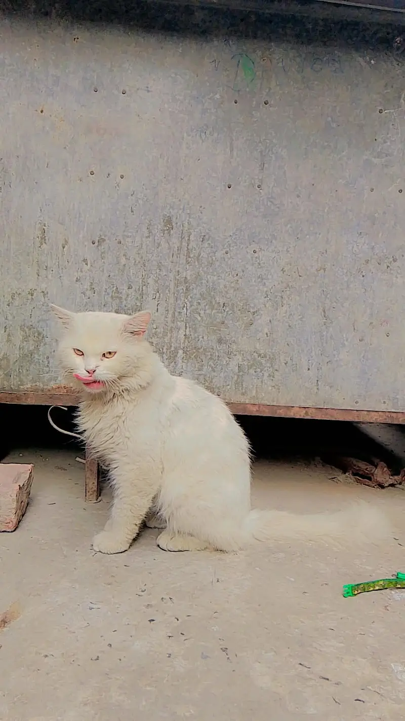 cat male — photo 5