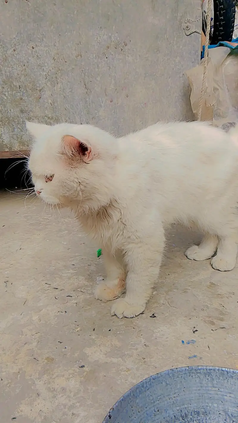 cat male — photo 6
