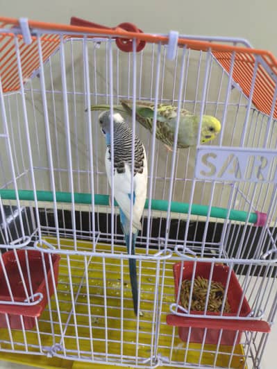 Australian Budgies ready to breed