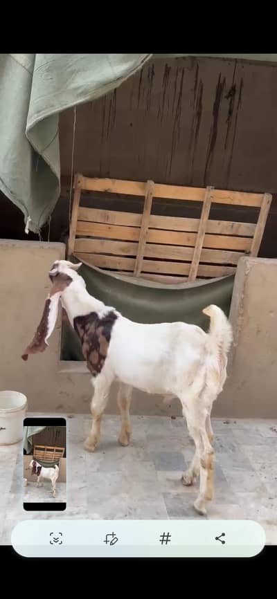 gulabi cross male 8 months Andu for sale