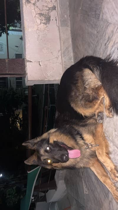 German Shepherd Male (For Breeding)