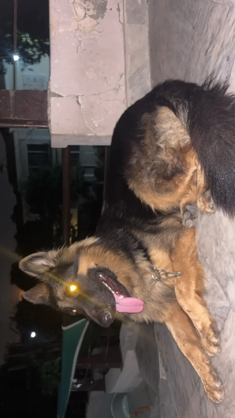 German Shepherd Male (For Breeding) — photo 2