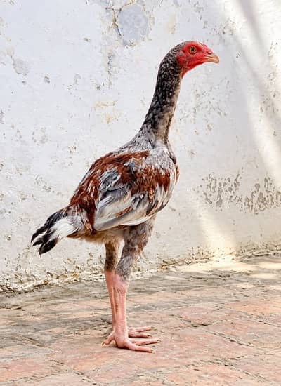 Aseel pair pure o shamo cross female and male watsap num (03216921490)