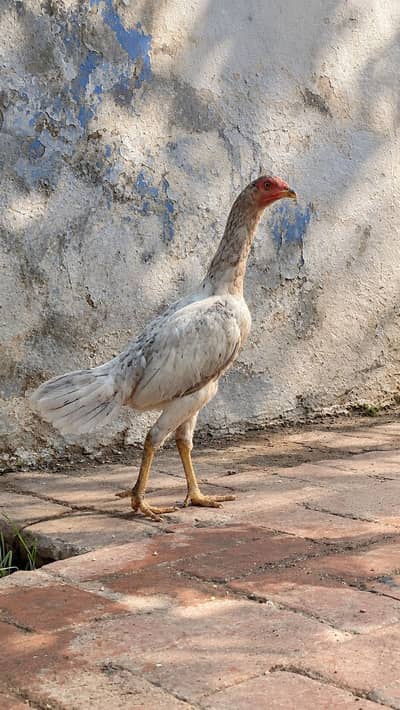 Aseel female pure o shamo cross female watsap num (03216921490)