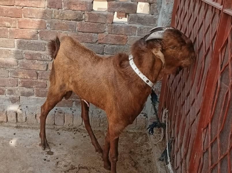 Bareder bakhra 0