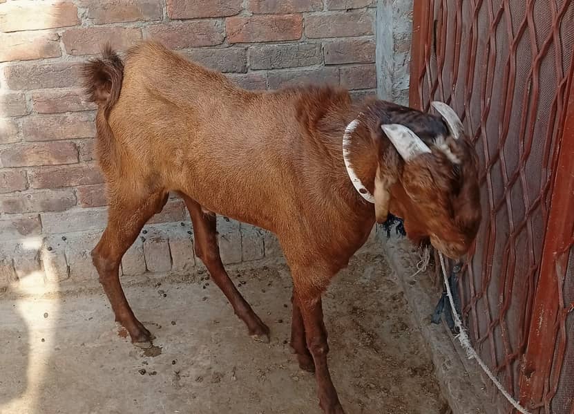 Bareder bakhra 1
