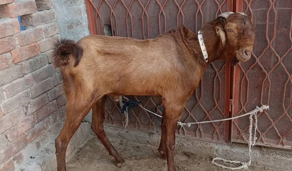 Bareder bakhra 2