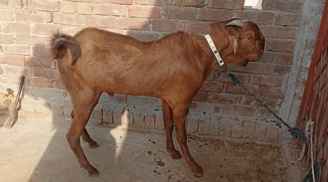 Bareder bakhra 3