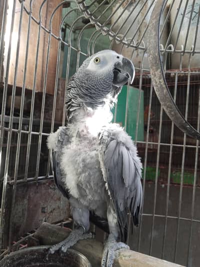African grey