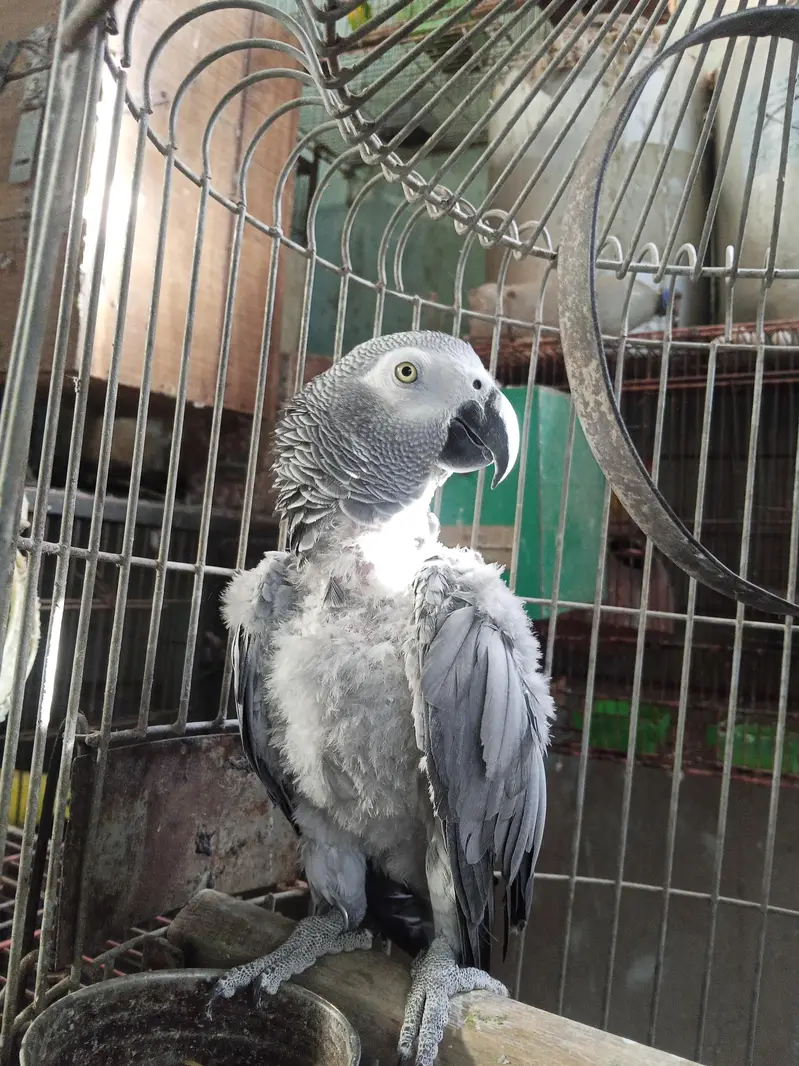 African grey — photo 2