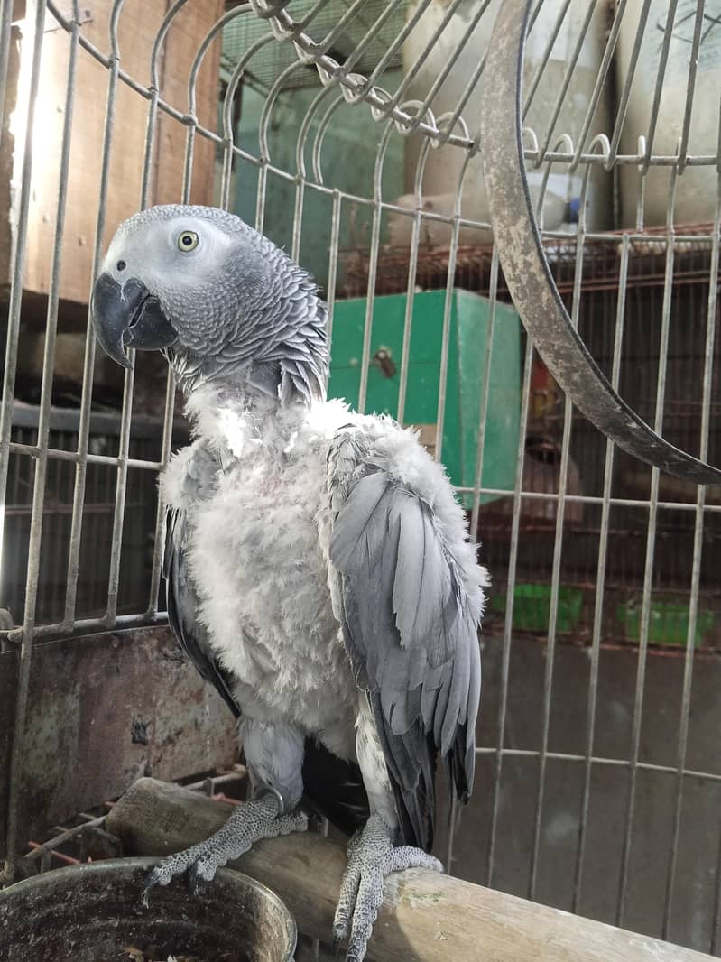African grey 2