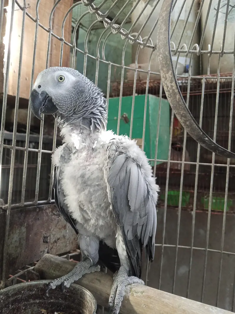 African grey — photo 3