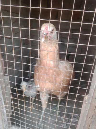hen aseel chiks