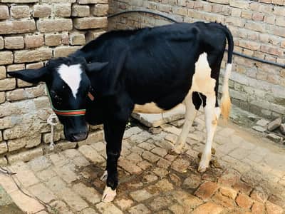 Khira baccha for sale