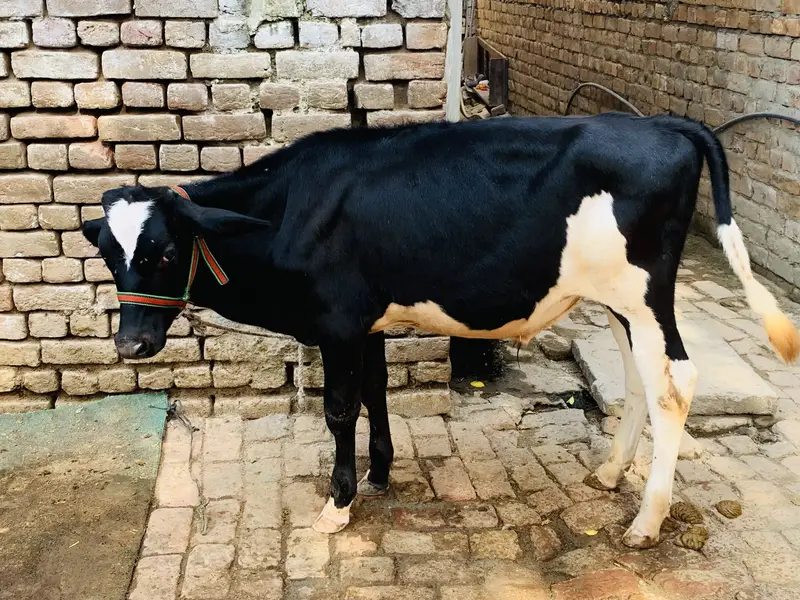 Khira baccha for sale — photo 2