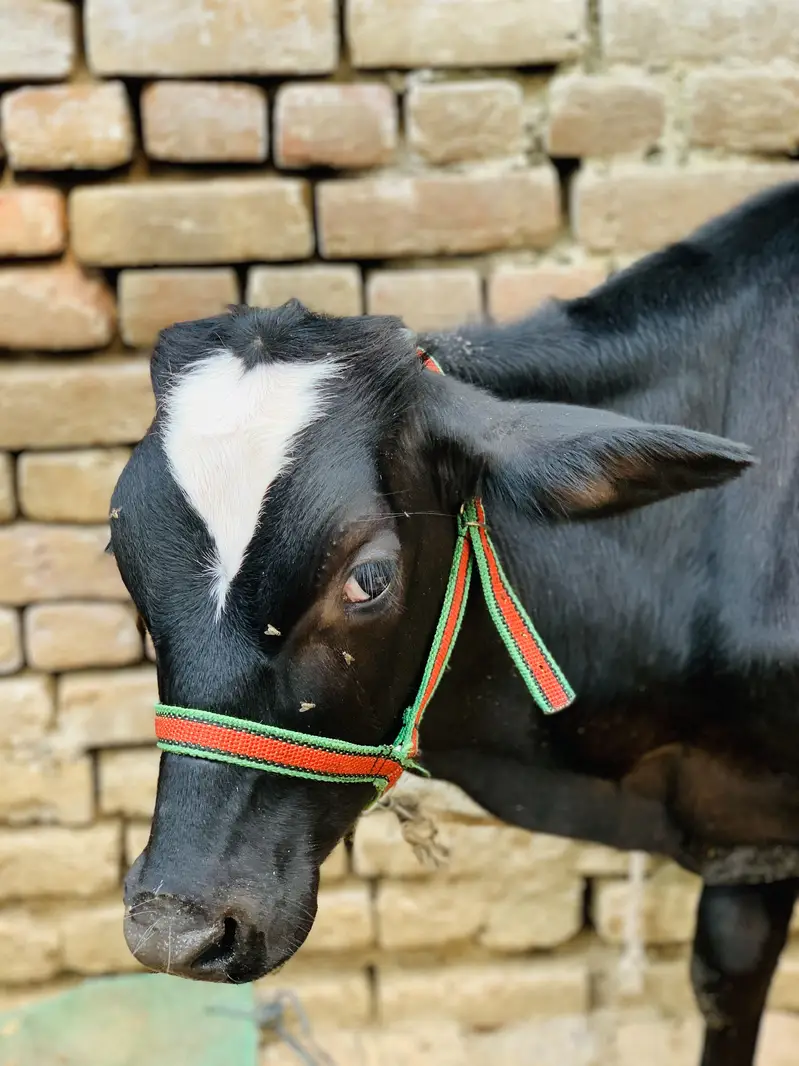 Khira baccha for sale — photo 3