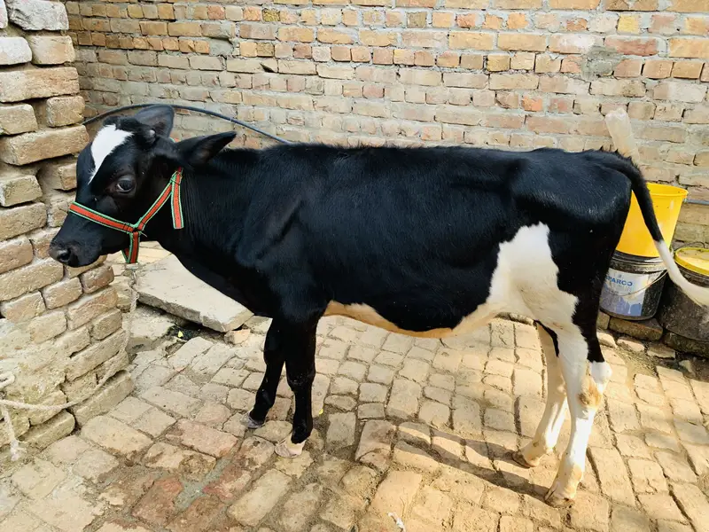 Khira baccha for sale — photo 4