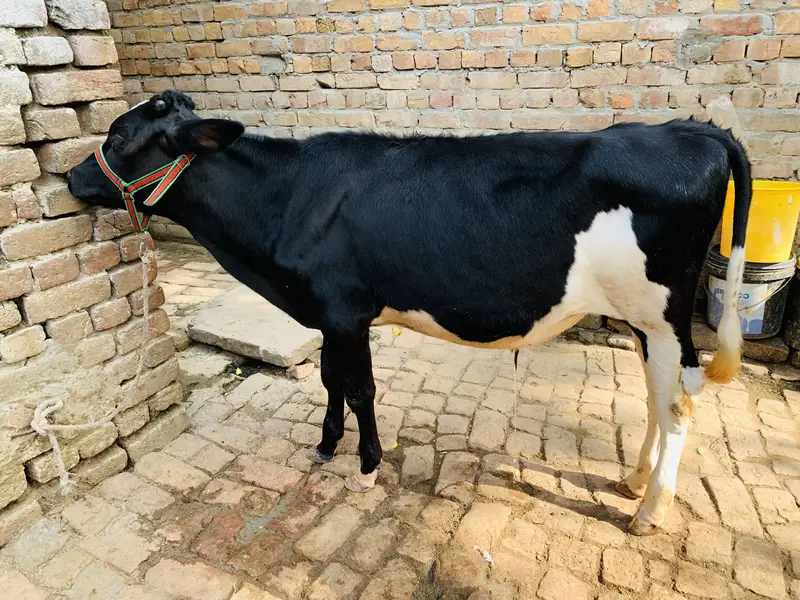 Khira baccha for sale — photo 5