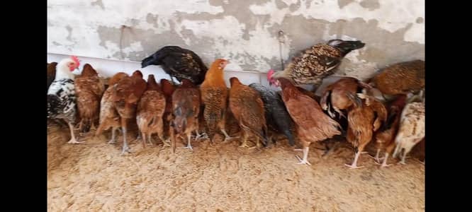 Haven silver chicks