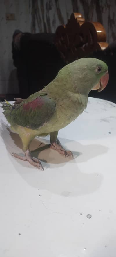 parrot  for sale