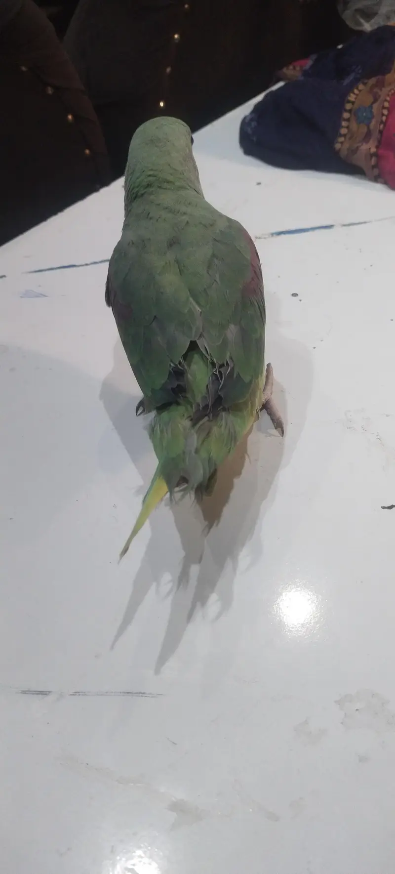 parrot  for sale — photo 2