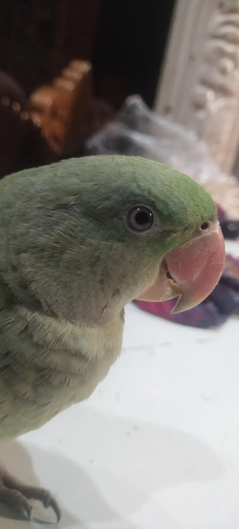 parrot  for sale — photo 3