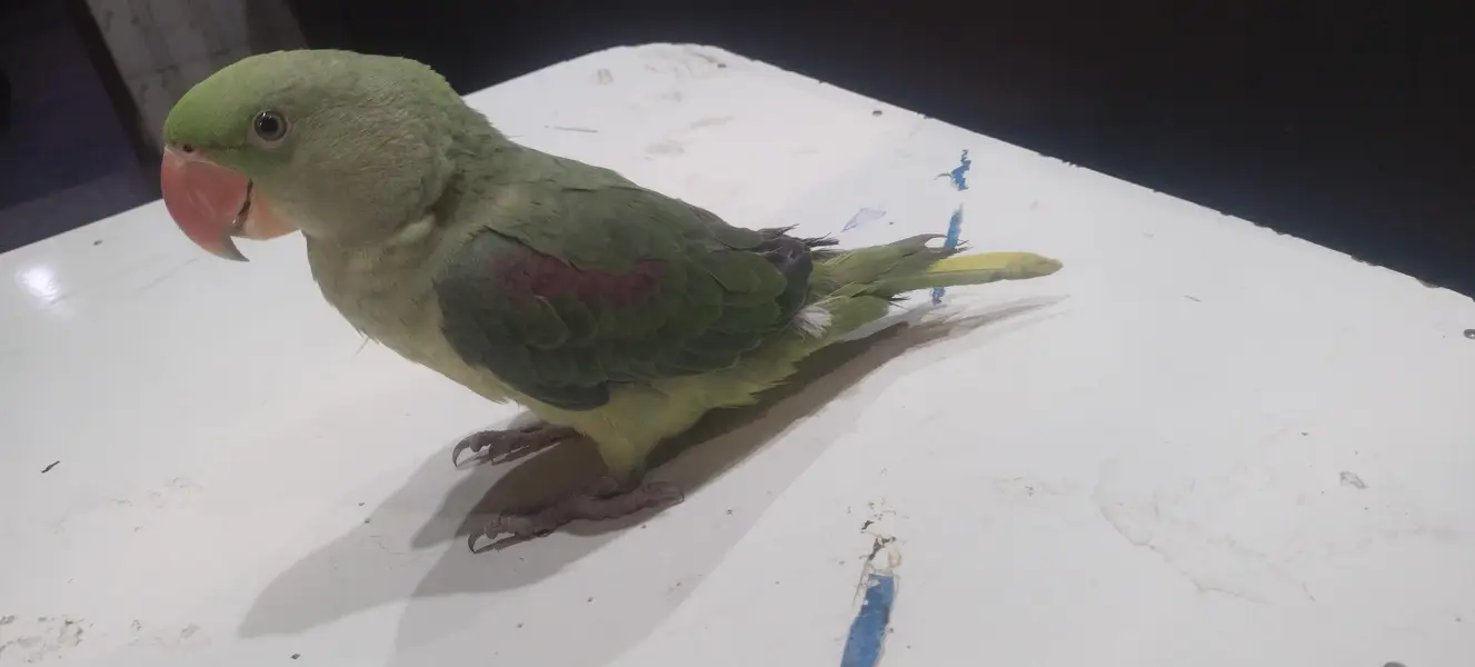 parrot  for sale — photo 4