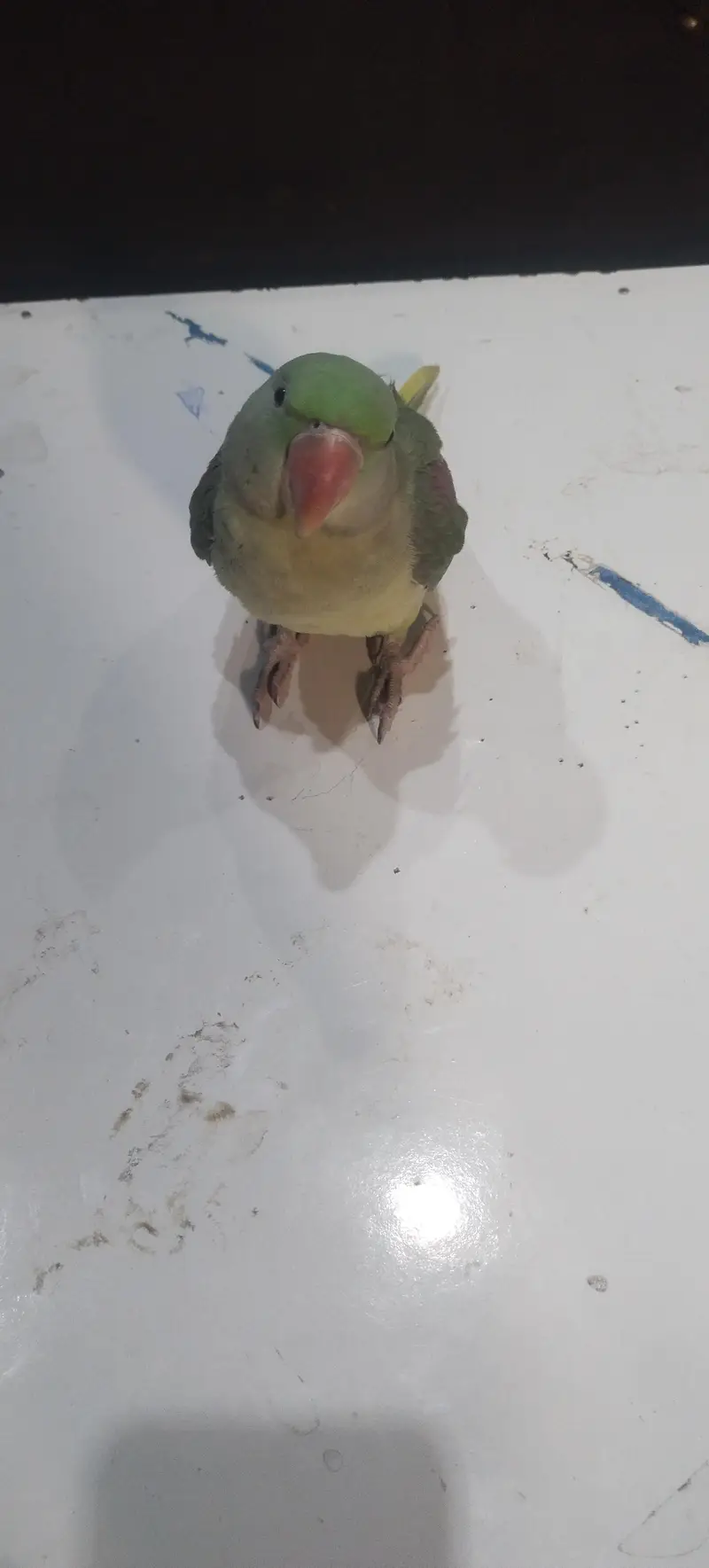 parrot  for sale — photo 5