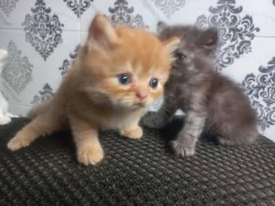 Persian Kittens for Sale – White, Ginger & Smoke Grey