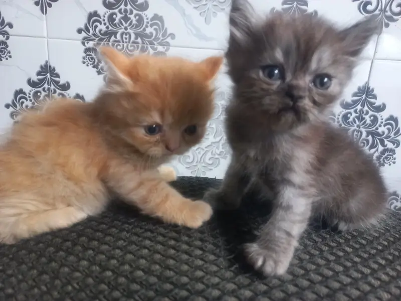 Persian Kittens for Sale – White, Ginger & Smoke Grey — photo 2