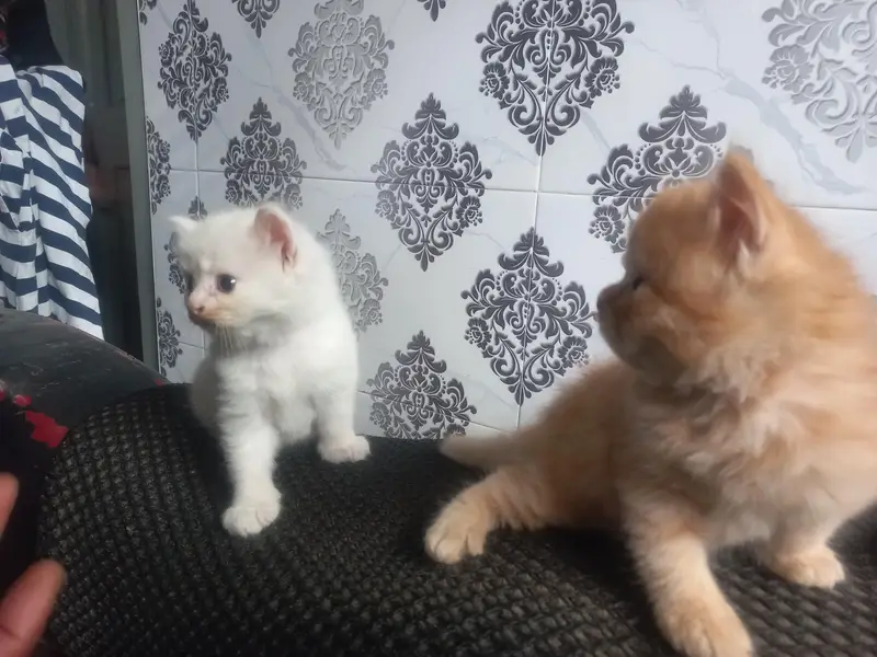 Persian Kittens for Sale – White, Ginger & Smoke Grey — photo 3