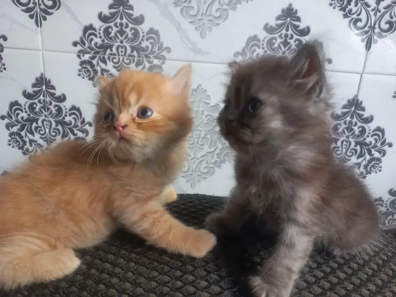 Persian Kittens for Sale – White, Ginger & Smoke Grey — photo 4
