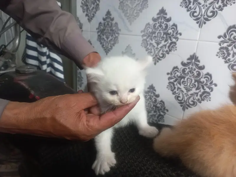 Persian Kittens for Sale – White, Ginger & Smoke Grey — photo 5
