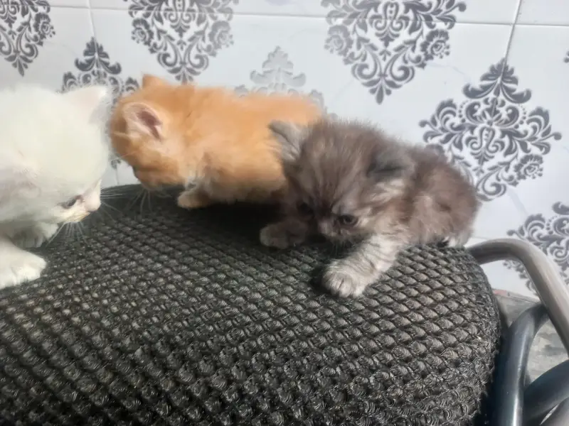 Persian Kittens for Sale – White, Ginger & Smoke Grey — photo 6