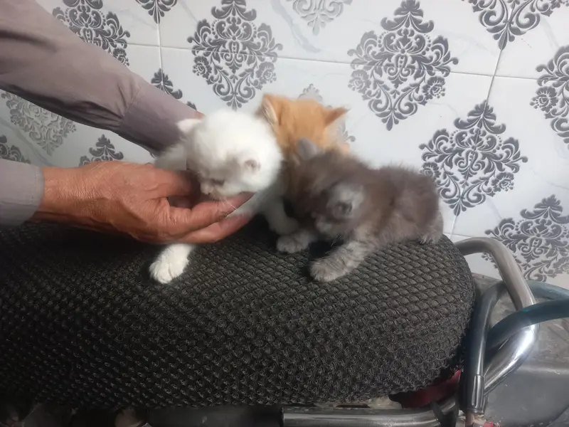 Persian Kittens for Sale – White, Ginger & Smoke Grey — photo 7