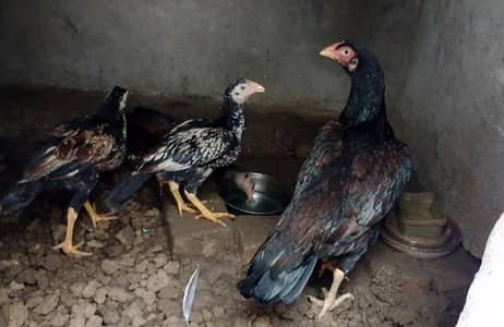 Quality Piilii Chitparii Madi Forsale.
