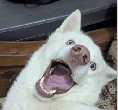 Husky for sale