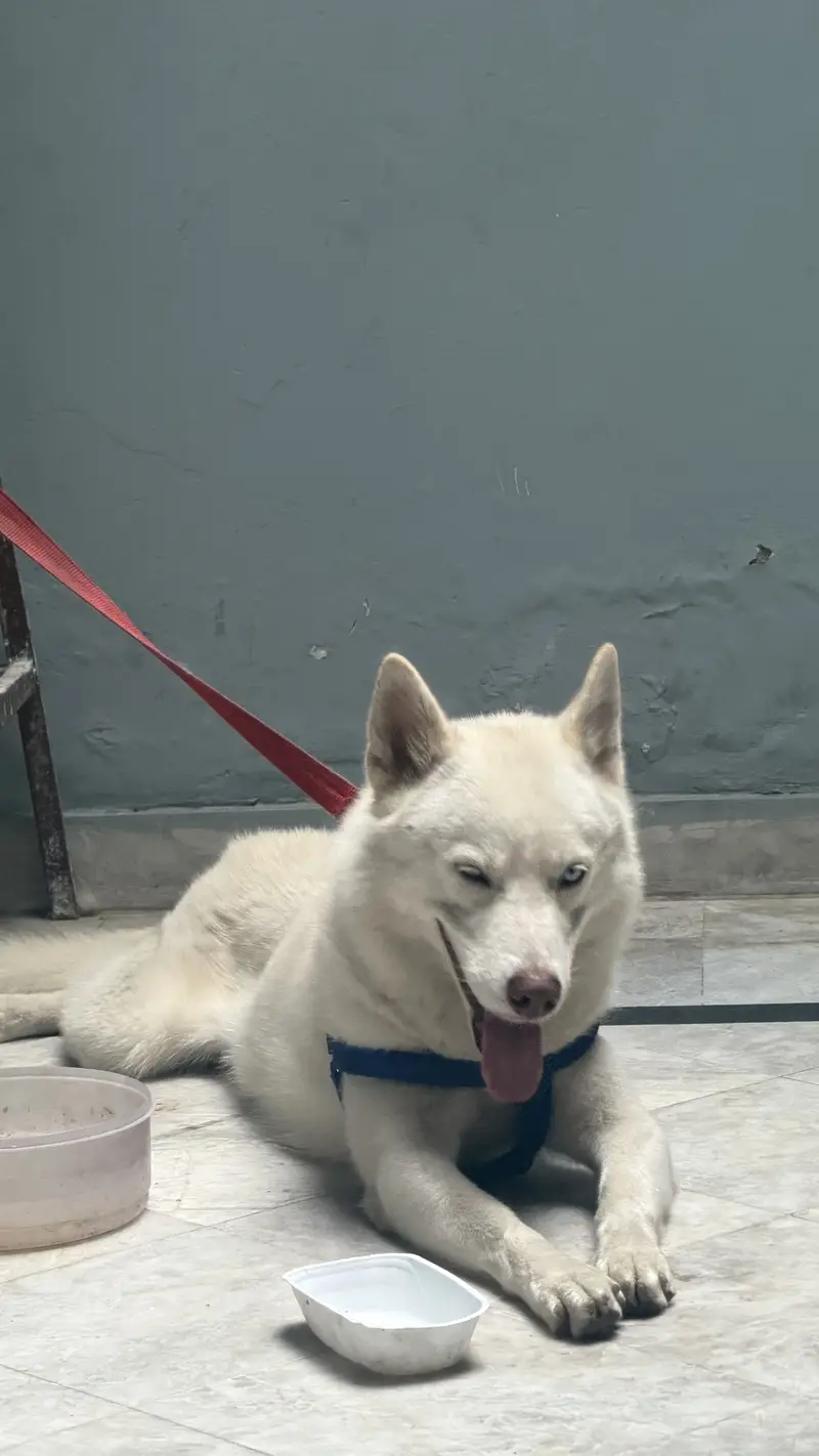 Husky for sale — photo 2