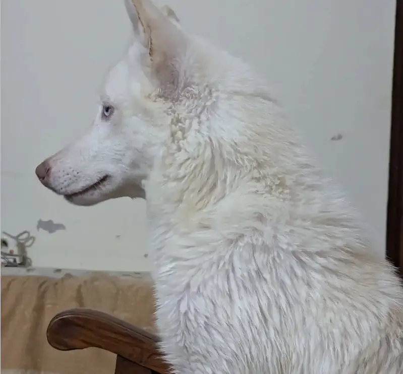 Husky for sale — photo 3