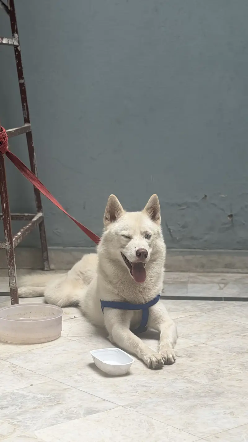 Husky for sale — photo 4